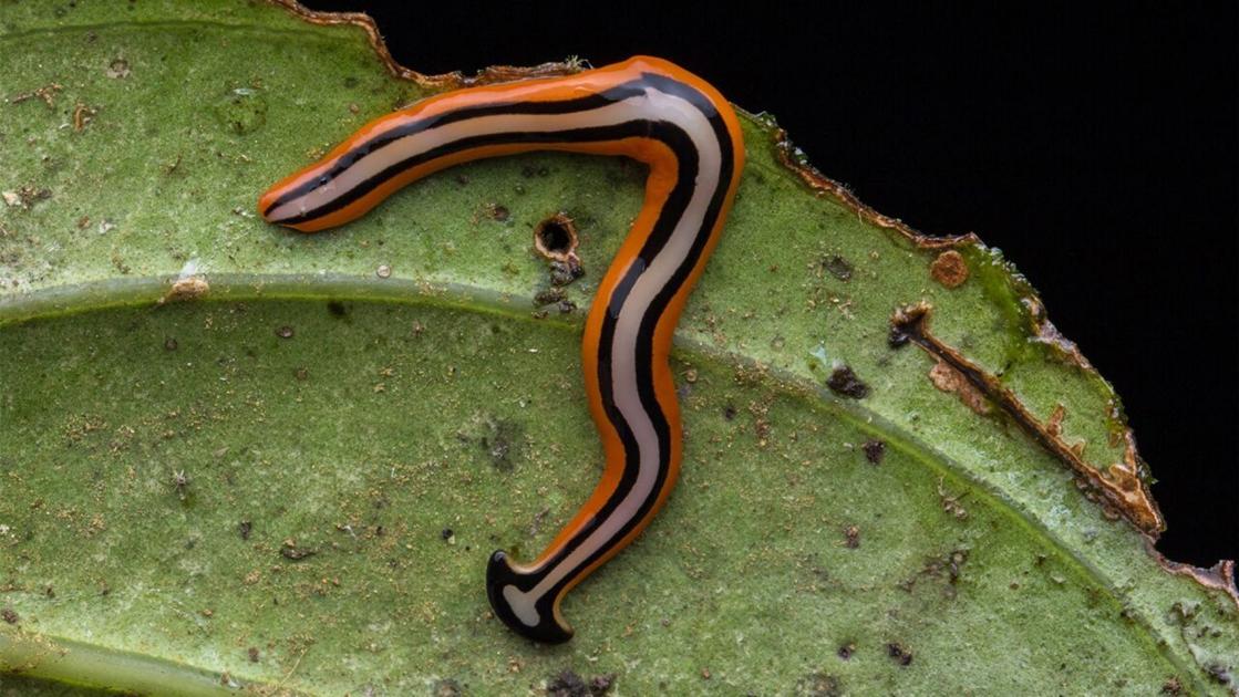 Creepy, snake-sized invasive worm spotted in Virginia, and ...
