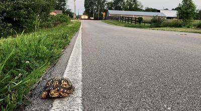 Box turtle on the road