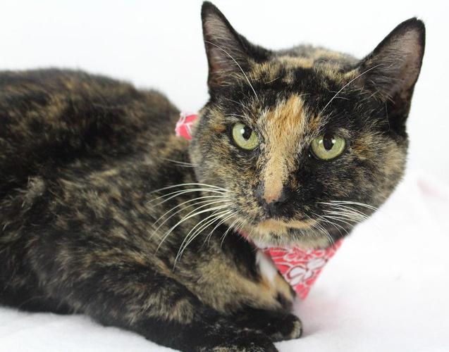 Empty Animal Shelter Event - Anna