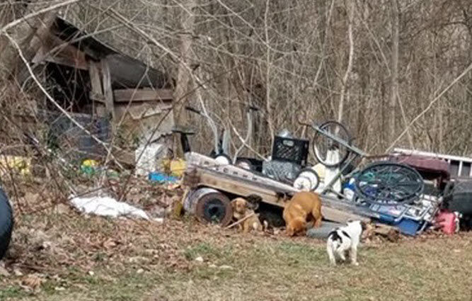 Abandoned Dogs in Kentucky