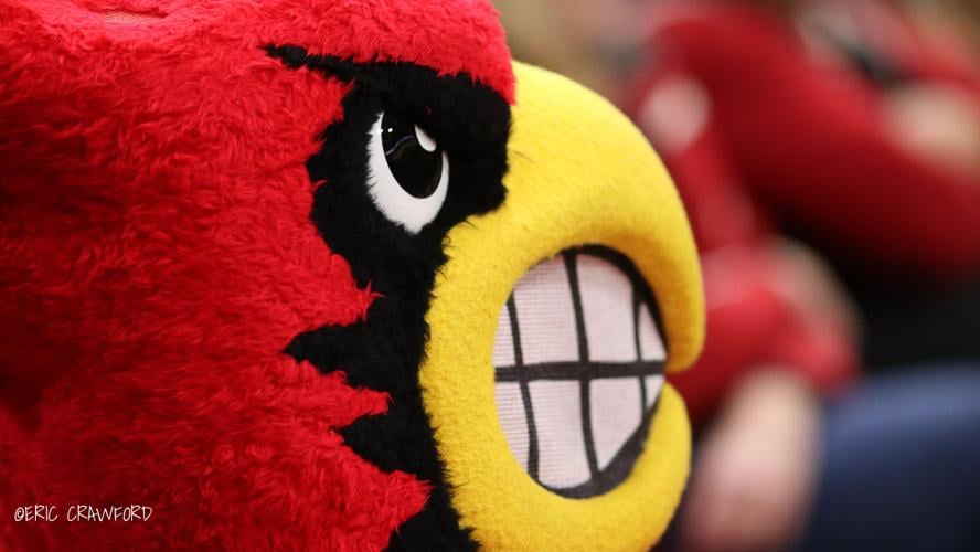 Louisville Cardinal bird