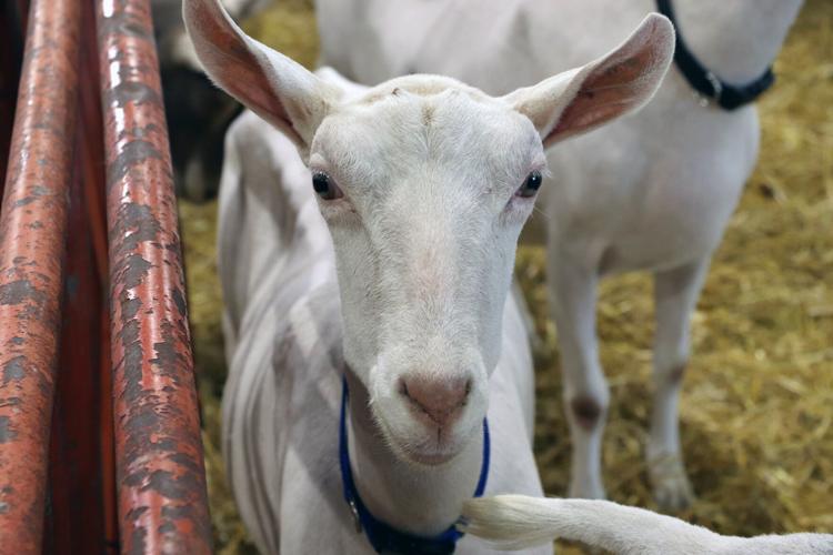 A female goat at the 2022 Kentucky State Fair