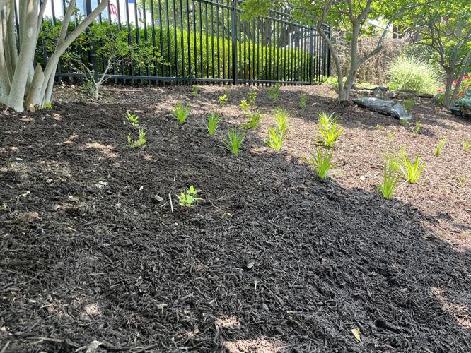 WDRB employees gather to plant and mulch the WDRB Flutter Farm