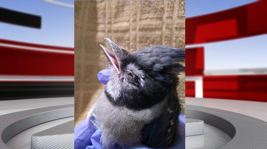 Blue jay bird.png