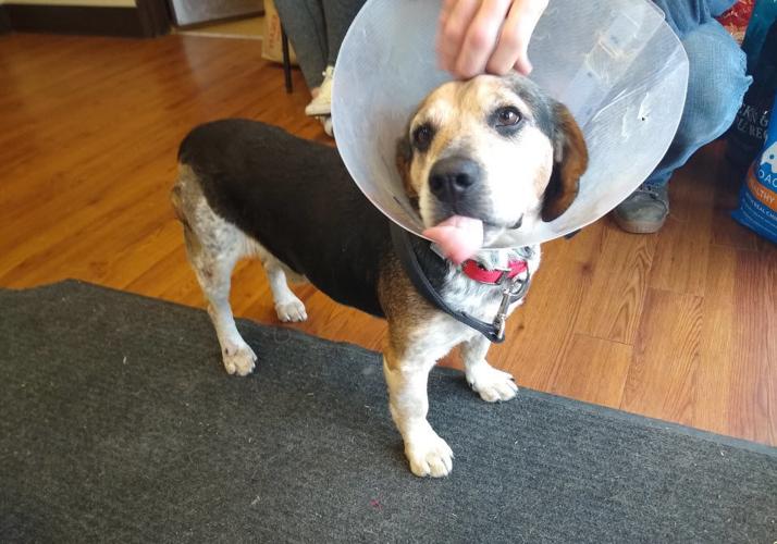 Dean the Beagle