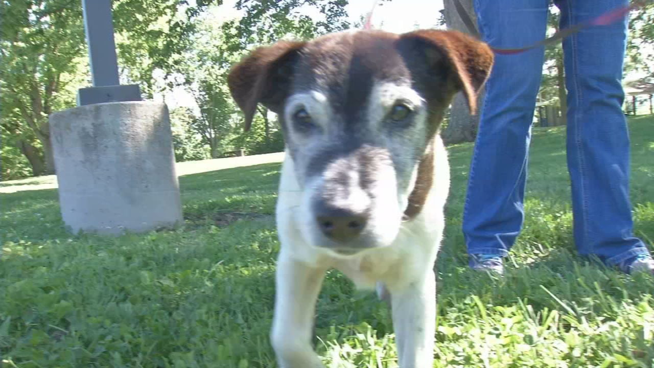 how old is five years in dog years