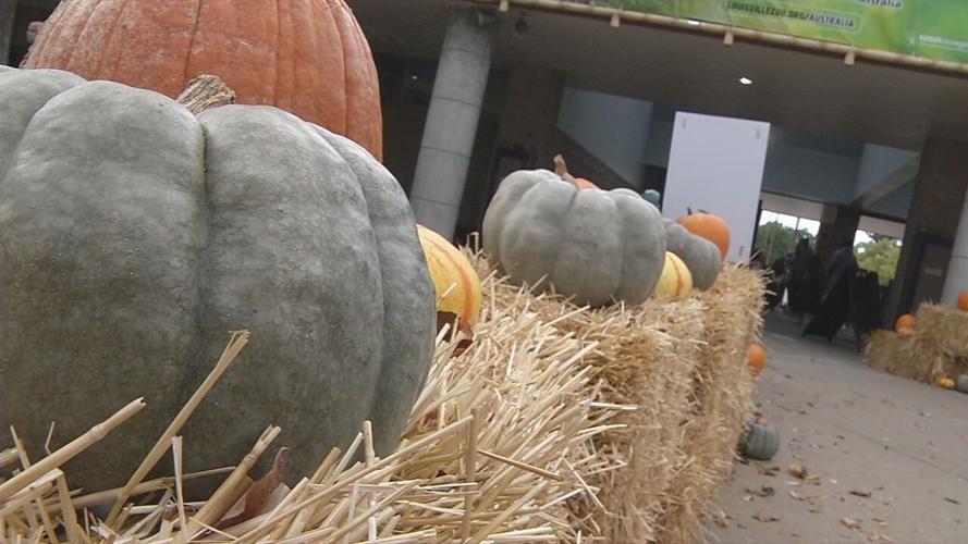 boo at the zoo pumpkins