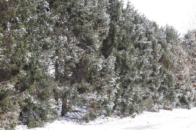 Snow on pine trees.JPG