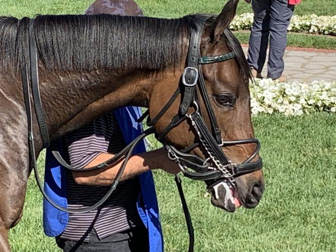 OAKS - PADDOCK - 4-30-2021 3.jfif