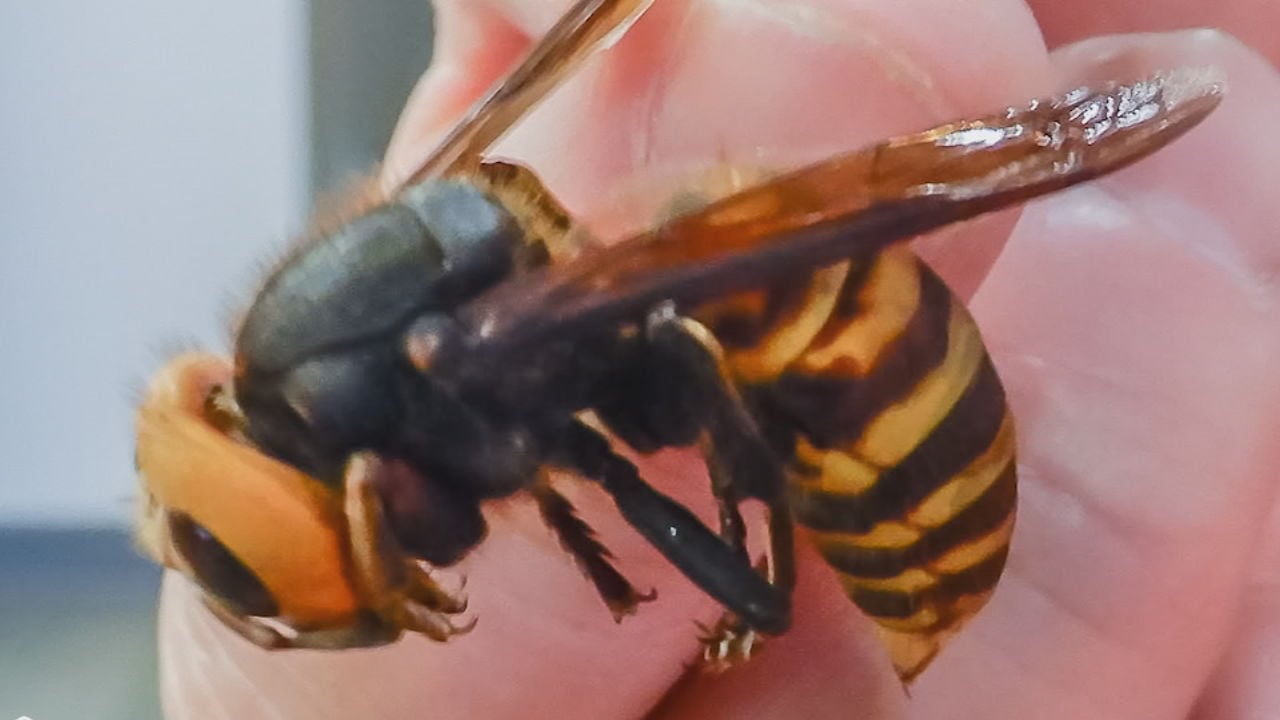 Invasive, Giant 'murder Hornets' Have Been Spotted In The US For The ...