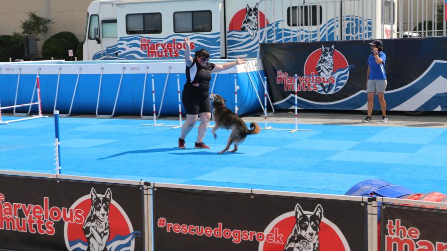 KENTUCKY STATE FAIR 2019 - ENTERTAINMENT DOG ACT (1).jpg