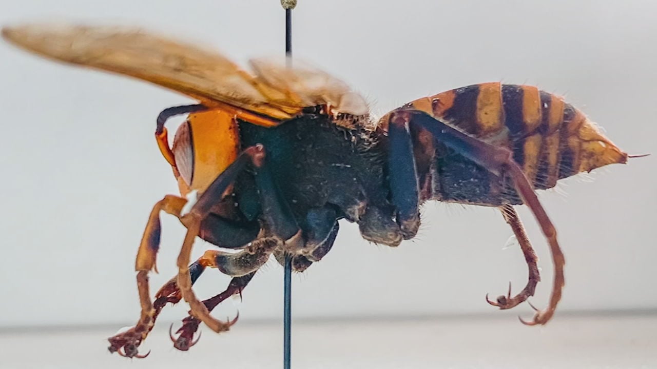 Invasive, Giant 'murder Hornets' Have Been Spotted In The US For The ...