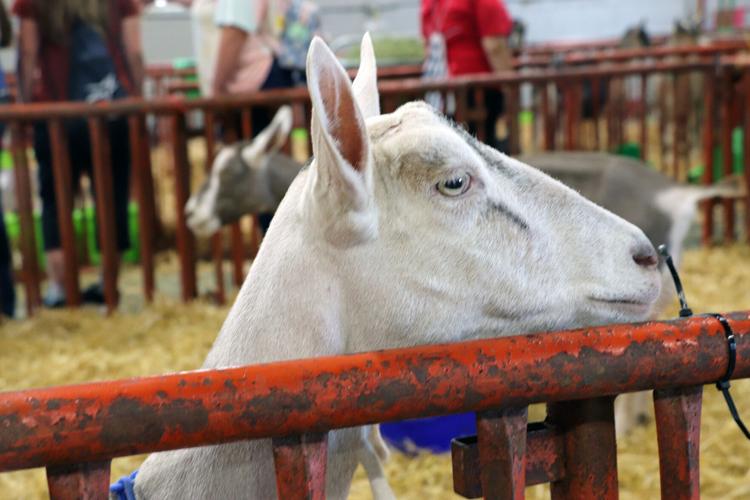 A goat at the 2022 Kentucky State Fair