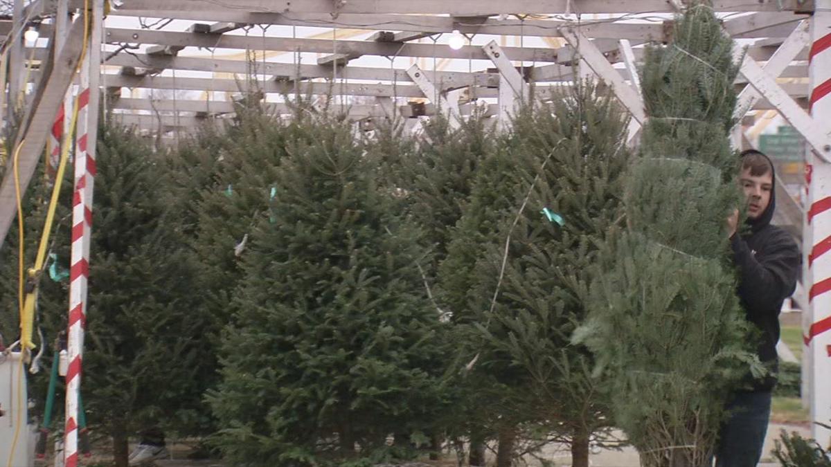 Take A Walk In A Winter Wonderland At Christmas Tree Lane On
