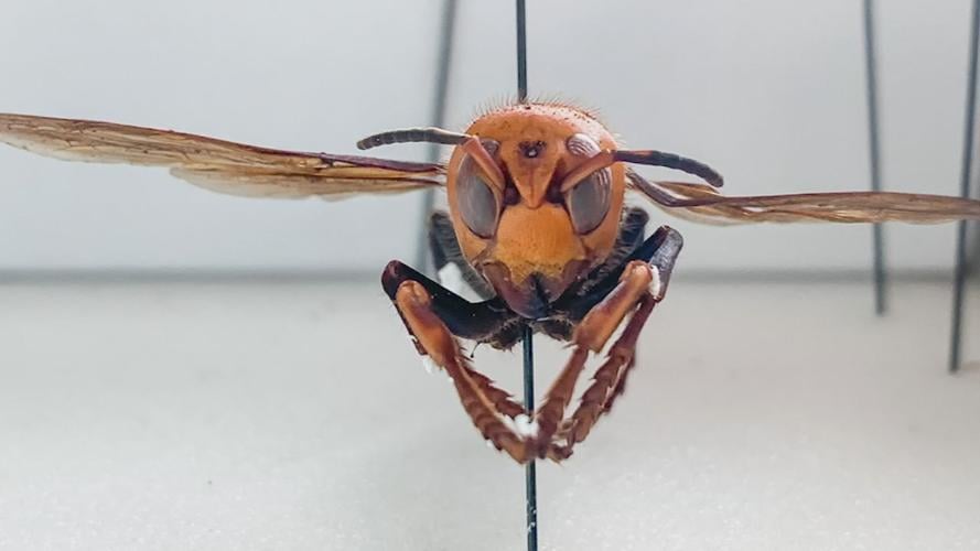 MURDER HORNET IN US .jpg