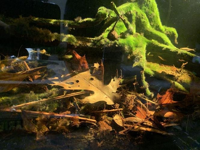Louisville Aquascaping