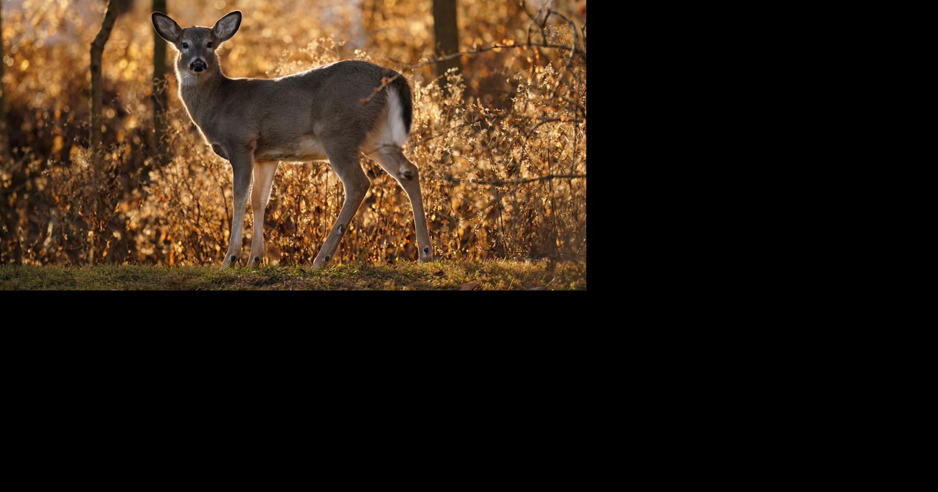 Southern Indiana man faces more than 100 charges after allegedly shooting deer from a vehicle