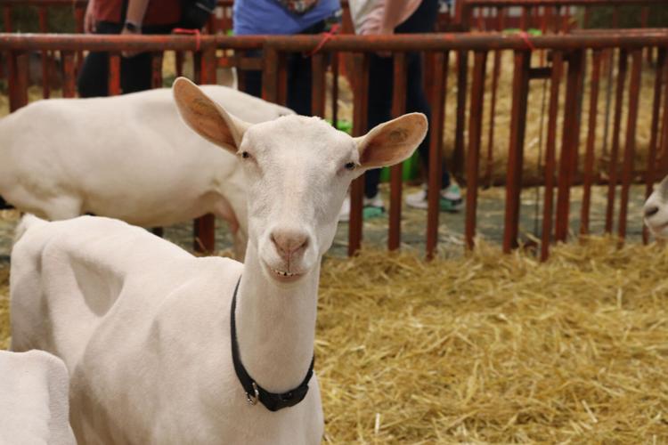 A goat at the 2022 Kentucky State Fair