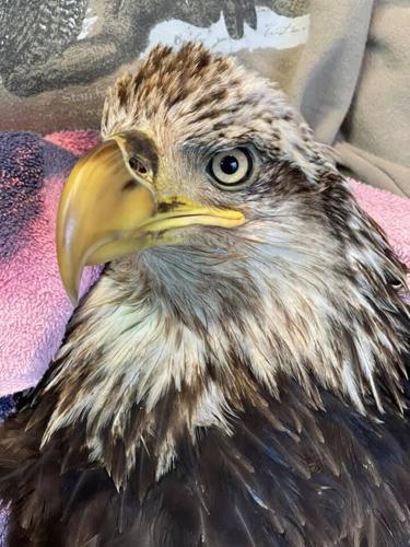 Bald eagle suffering from lead poisoning
