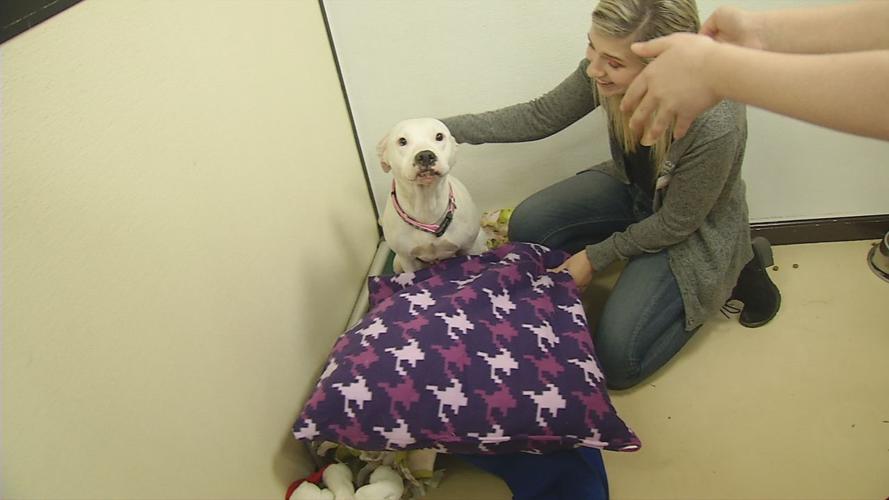 Louisville girl brings community together with dog beds