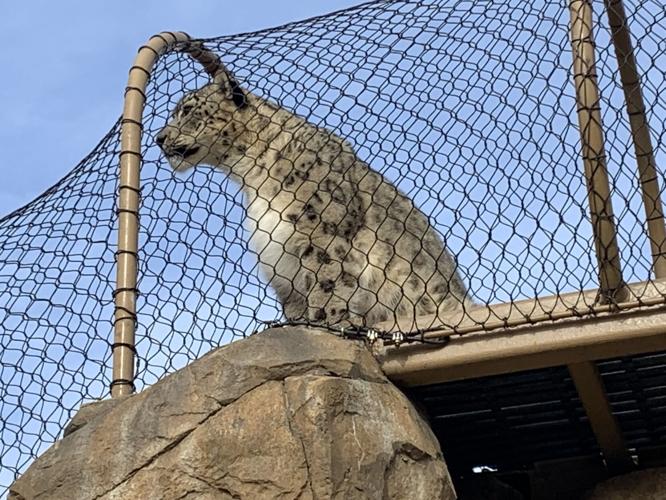 Louisville Zoo snow leopard