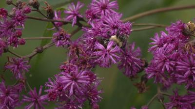 Flowers at Bernheim Forest