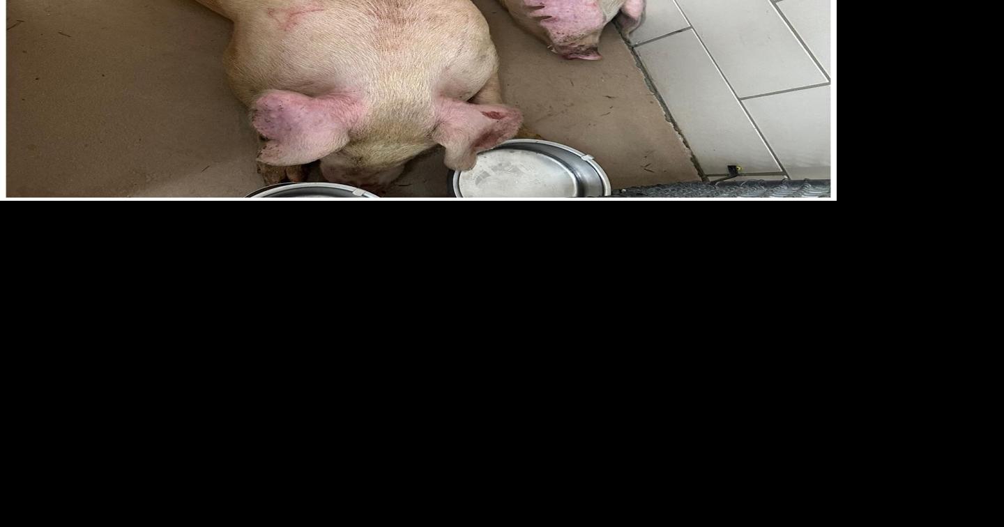 Southern Indiana sanctuary takes in 2 pigs after crash on I-64 in New Albany