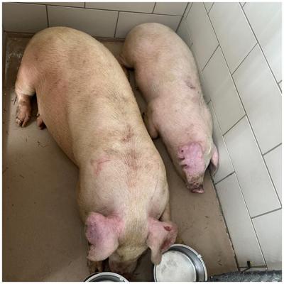 Rescued pigs at Tribe Sanctuary - 3.4.26