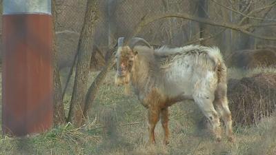Houdini the goat adjusting to life at Meade County sanctuary