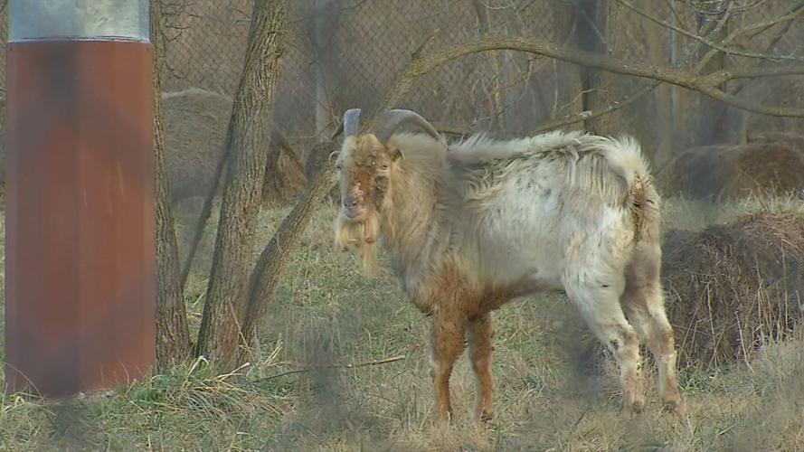 Houdini the goat adjusting to life at Meade County sanctuary