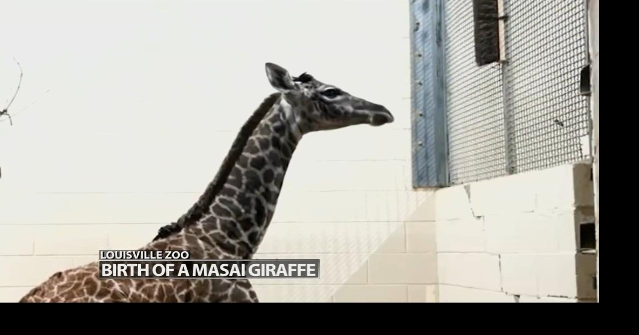 Louisville Zoo celebrates arrival of Masai giraffe calf