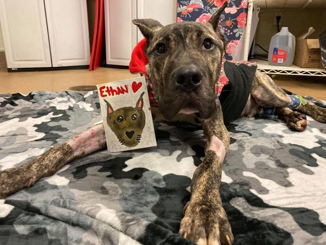 KY HUMANE SOCIETY - ETHAN - 2-7-2021 2.jpg