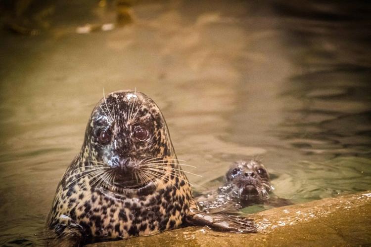 Harbor seal pup and mother
