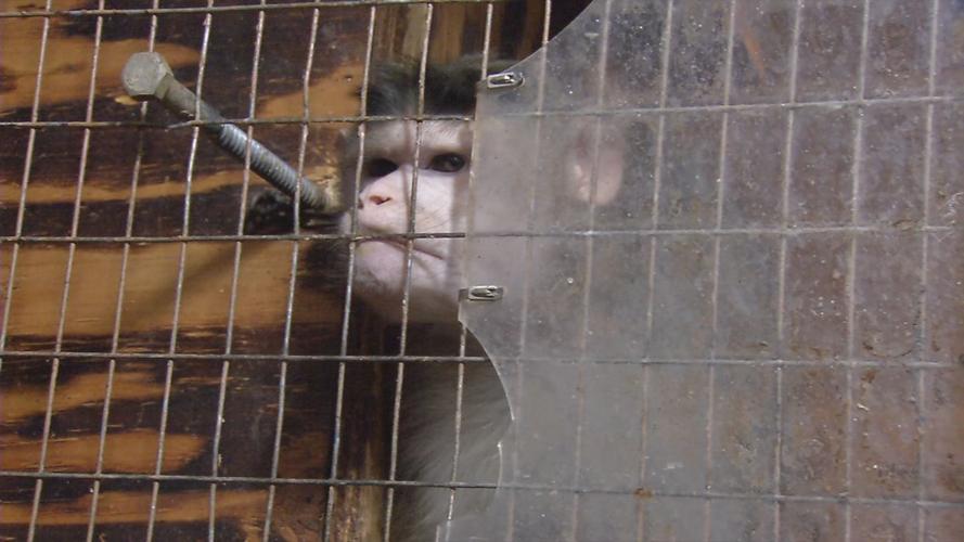 Southern Indiana zoo owner accused of animal abuse gives WDRB News a rare behind-the-scenes tour