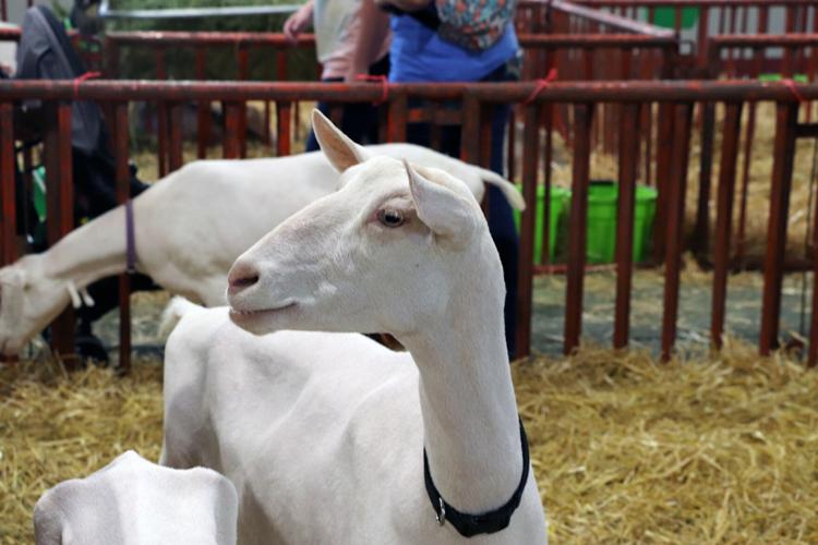 A goat at the 2022 Kentucky State Fair