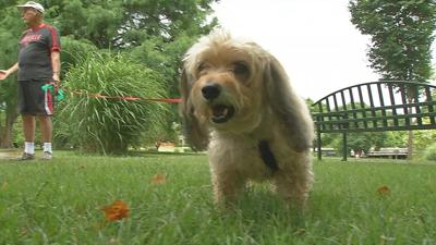 Returning To Work? How To Prevent Dog Separation Anxiety