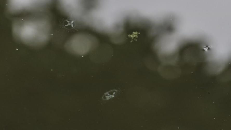 Peach blossom jellyfish in the lily pond in Shawnee Park
