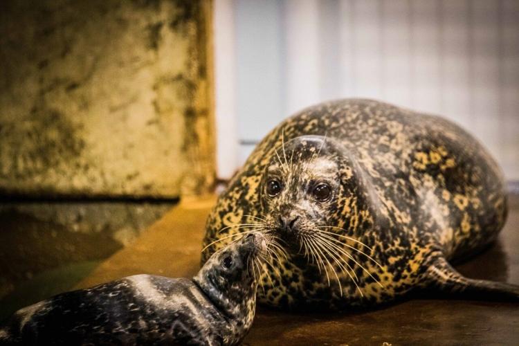 Harbor seal pup and mother