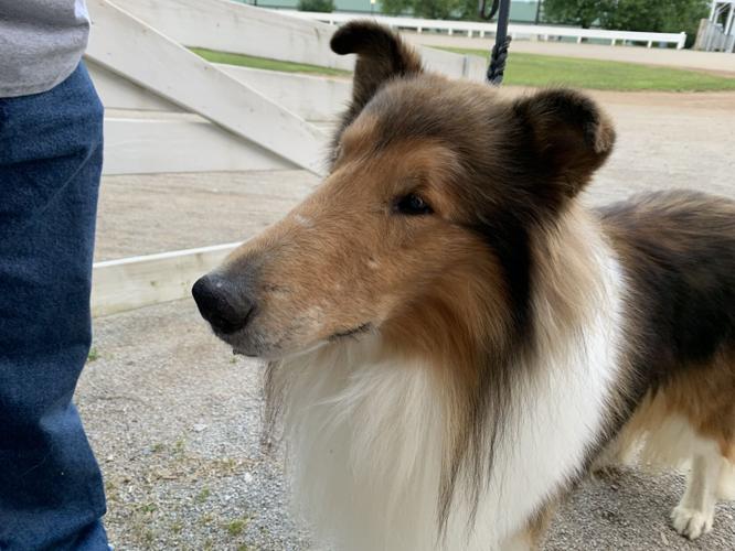 Shelby County Fair (4).JPG