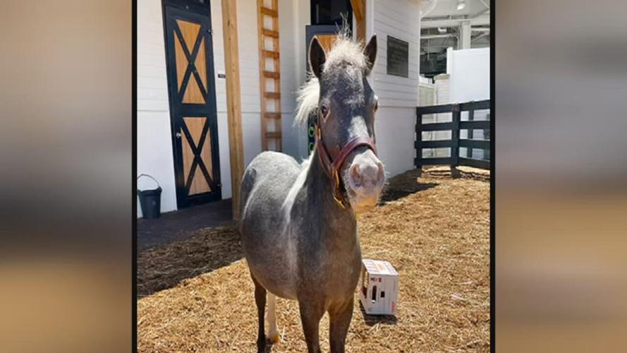 Mighty Aristides mini-horse at Kentucky Derby Museum