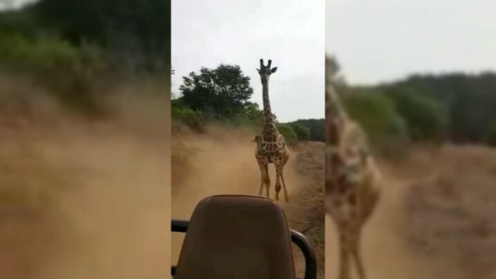 Charging giraffe