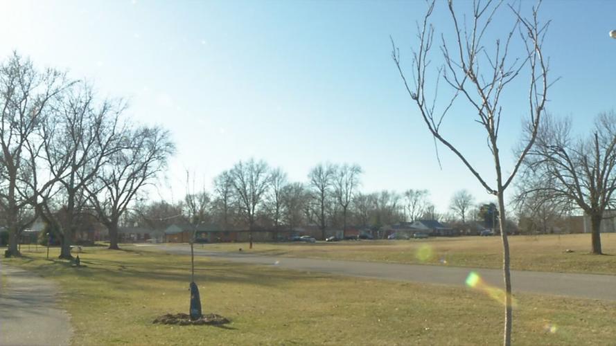 JEFFERSONVILLE TREE CANOPY  (1).jpeg