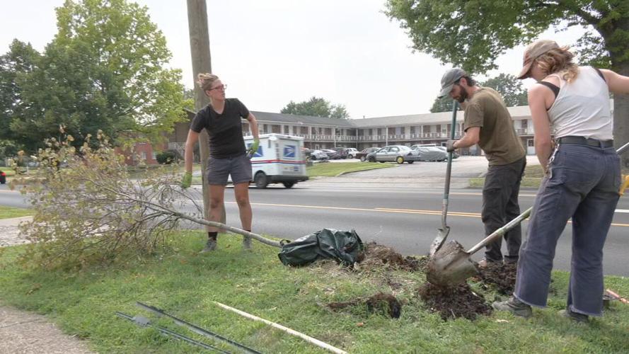 S 3RD STREET TREE VANDALISM.jpeg