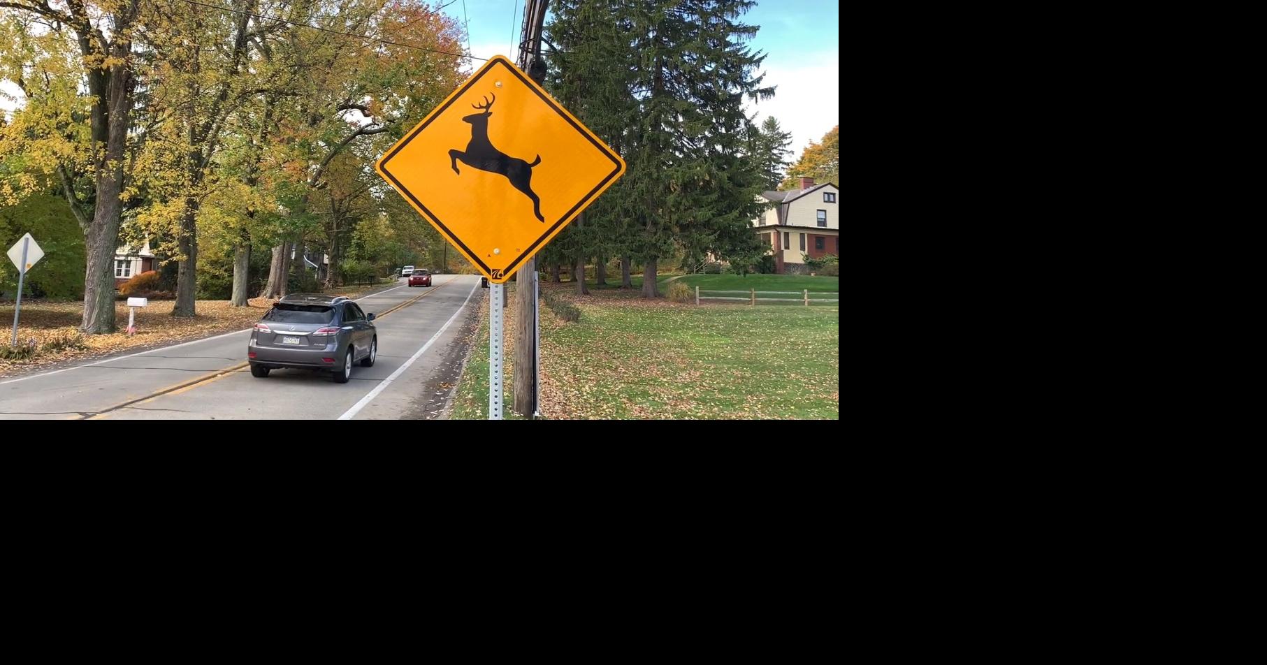 'Antler Alert' issued in Kentucky ahead of peak deer collision season