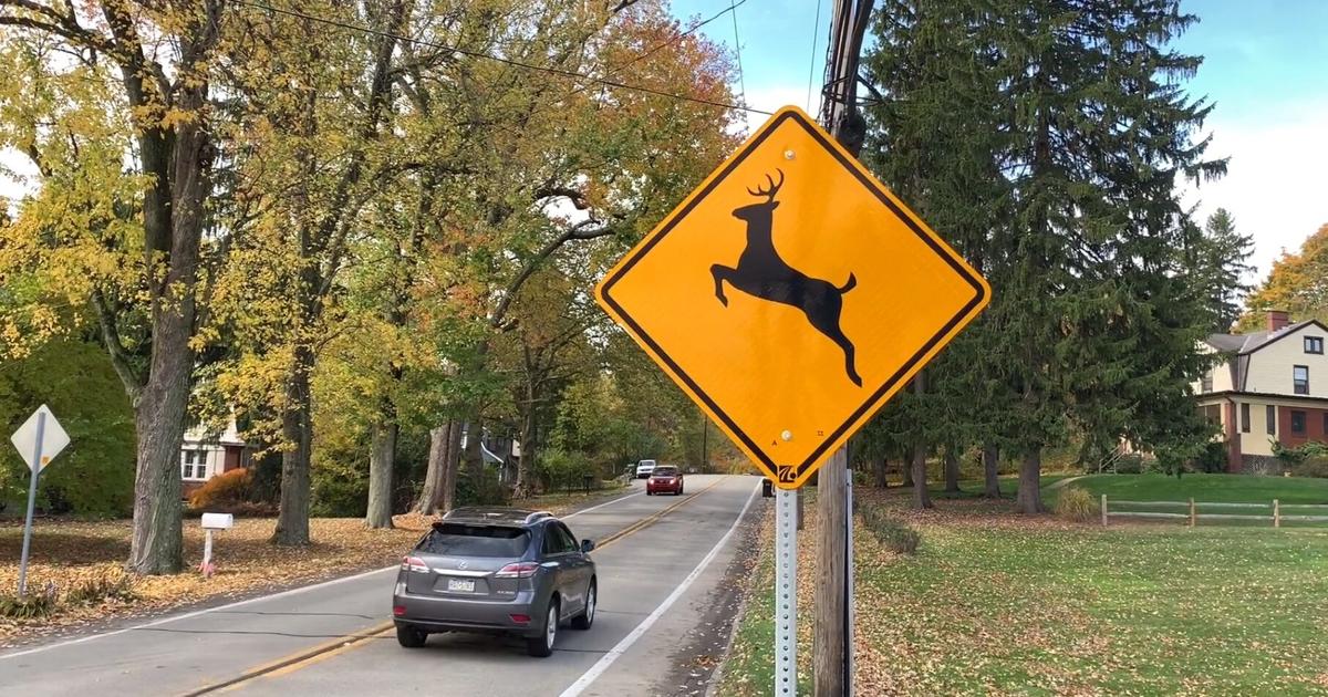 'Antler Alert' issued in Kentucky ahead of peak deer collision season