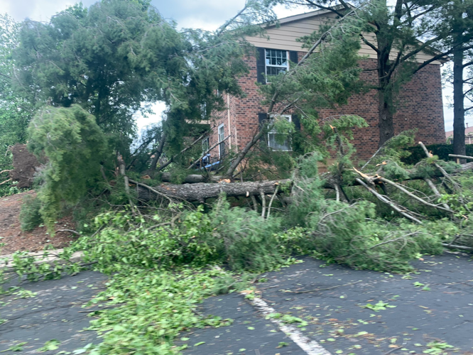 Tree down near New Albany complex