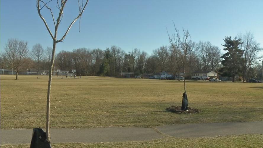JEFFERSONVILLE TREE CANOPY .jpeg