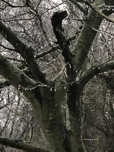 ICE STORM 2-3-2022 - MADISON INDIANA - DEB YOUNGBLOOD.jpg