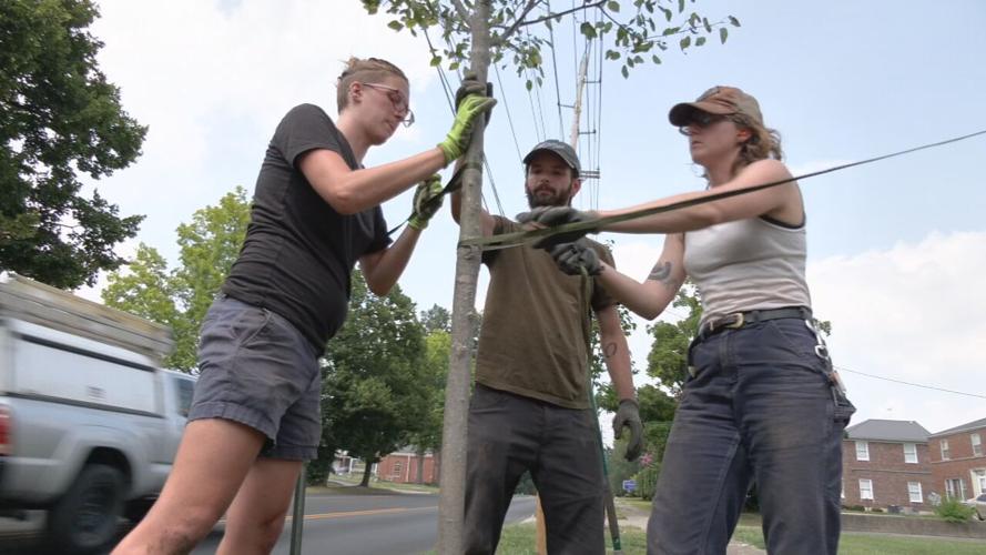 S 3RD STREET TREE VANDALISM.jpeg