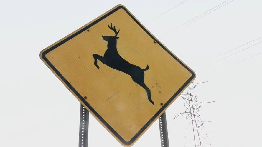 Deer crossing road sign - 1.29.25